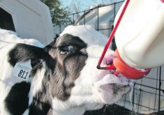 A young dairy calf is bottle fed outdoors.