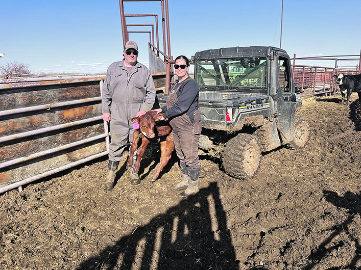 Karyn and Lance Neilsen from Stettler, Alta., stand with a calf in a corral.