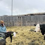A calf receives a massage while in a cradle attached to the back of a side-by-side UTV with mom watching from nearby.