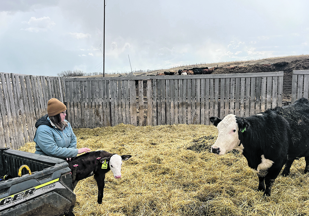 A calf receives a massage while in a cradle attached to the back of a side-by-side UTV with mom watching from nearby.
