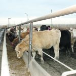 Feeder calves in a large corral eating out of a concrete bunk.