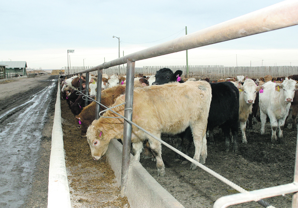 Feeder calves in a large corral eating out of a concrete bunk.