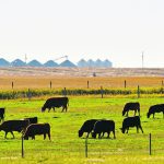 Black angus cattle graze in a lush green pasture.