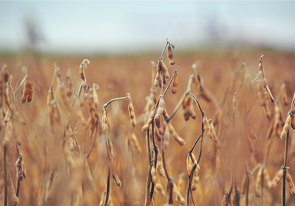 A close-up of a ripened soybean plant in a field.