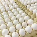 Trays of eggs are stacked, ready for transport.