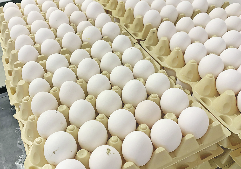 Trays of eggs are stacked, ready for transport.