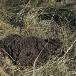 A relatively fresh cow patty in the grass of a pasture.
