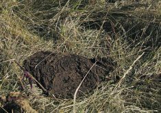 A relatively fresh cow patty in the grass of a pasture.