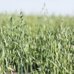 A low angle photo of ripe oats.