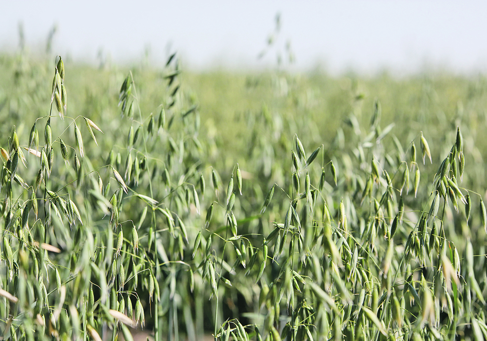 A low angle photo of ripe oats.