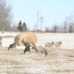 Deer graze in a field near round bales.