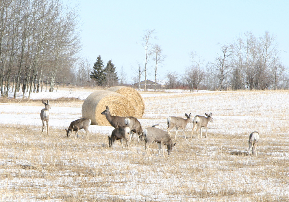 Deer graze in a field near round bales.