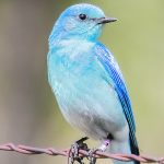 Close-up of a mountain bluebird perched on a barbed wire fence.