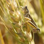 A grasshopper perches on a ripe head of wheat.