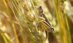 A grasshopper perches on a ripe head of wheat.