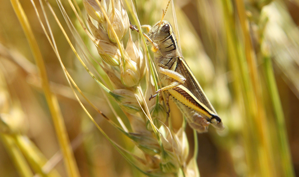 A grasshopper perches on a ripe head of wheat.