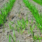 The northern cropland regions of Saskatchewan and Alberta received good rainfall during the week ended May 26, which could cause some seeding delays. | FIle photo