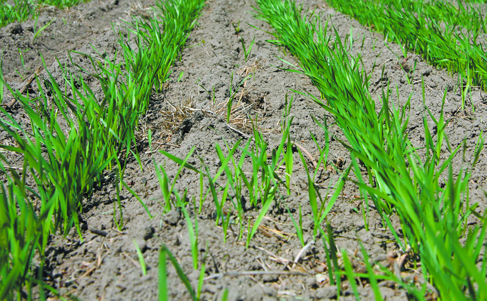 The northern cropland regions of Saskatchewan and Alberta received good rainfall during the week ended May 26, which could cause some seeding delays.  |  FIle photo