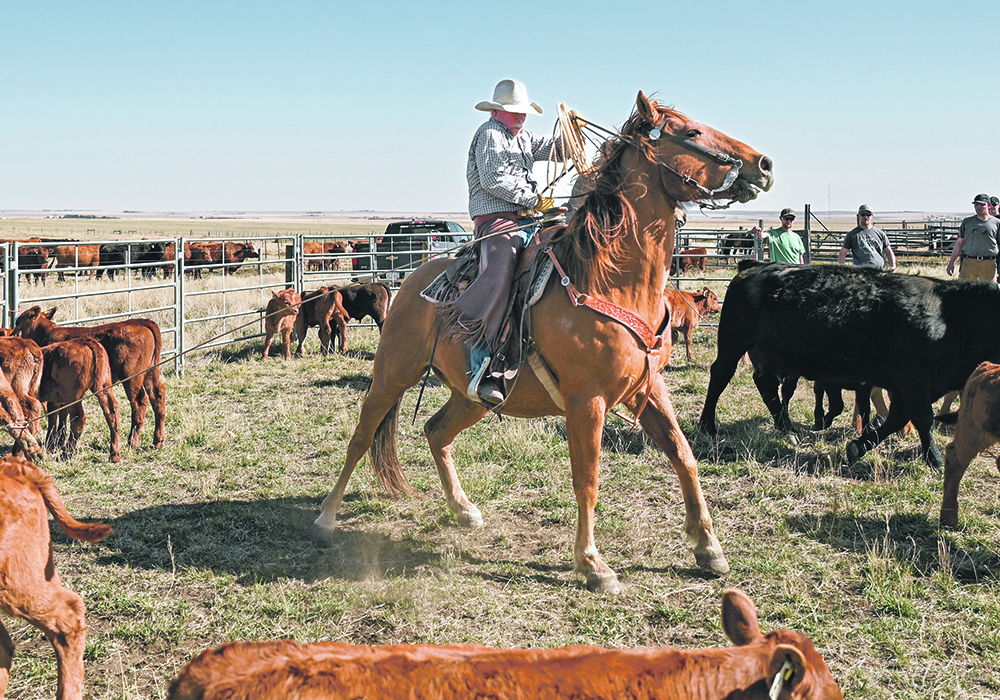 Carl Vanderploeg ropes a calf. | Mike Sturk photo
