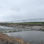 Water flows through one of Alberta’s St. Mary River Irrigation District canals in April.
