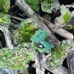 Flea beetles on volunteer canola plant leaves.