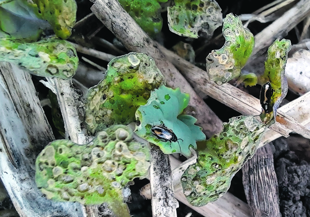 Flea beetles on volunteer canola plant leaves.