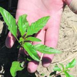 Close-up of a researcher's hand holding a waterhemp plant.