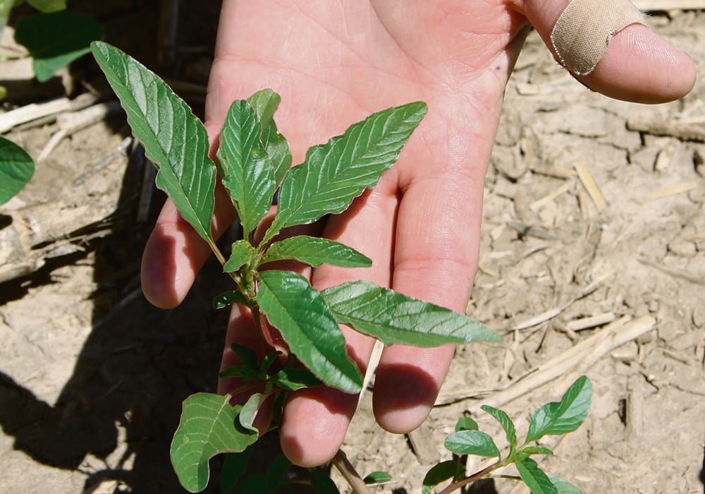 Close-up of a researcher's hand holding a waterhemp plant.