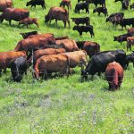 A large number of cows and calves graze in a lush green pasture.
