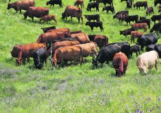 A large number of cows and calves graze in a lush green pasture.