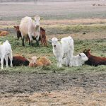 Some calves lay in the remains of a large round bale in a field.