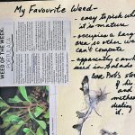 A discovery in a scrapbook reminds the author of her favourite weed. | Beverly Biggeman photo