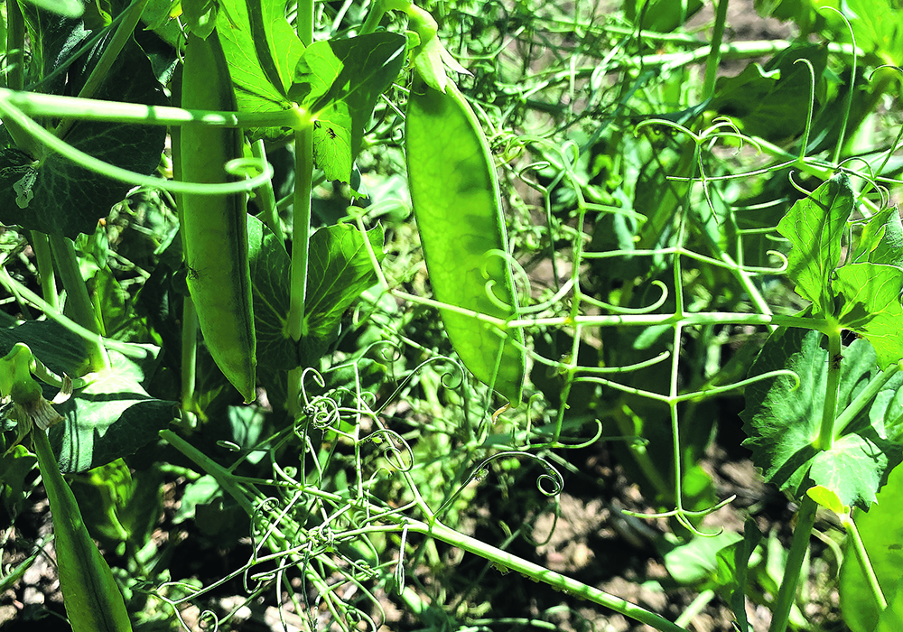 Field peas ripen on a plant.