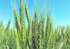 Close-up shot of some spring wheat plants.