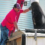 A farmer perches on the side of a truck directing the spout of an auger that's filling the truck with canola seed.