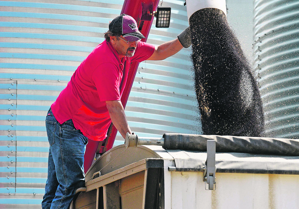 A farmer perches on the side of a truck directing the spout of an auger that's filling the truck with canola seed.