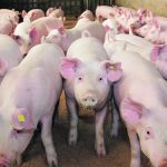 Close-up of a herd of pigs in a pen in an indoor barn.
