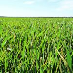 A lush green crop of winter wheat.