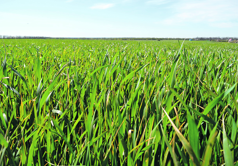 A lush green crop of winter wheat.