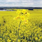 Close-up of a lone canola plant in full bloom against a huge field of canola in the background.