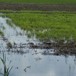 A flooded wheat field.