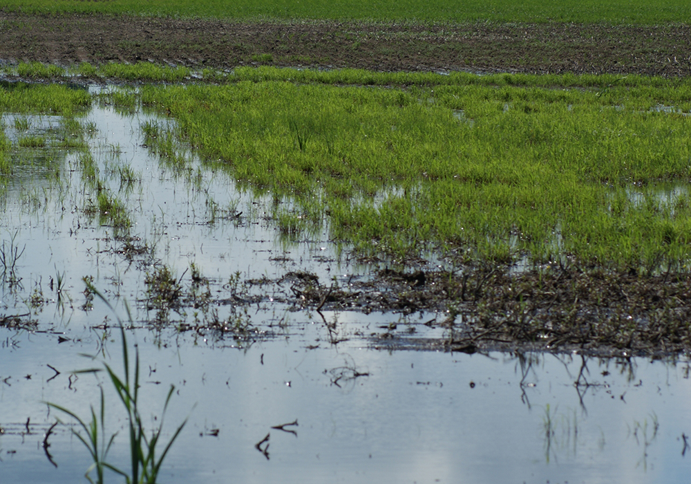 A flooded wheat field.