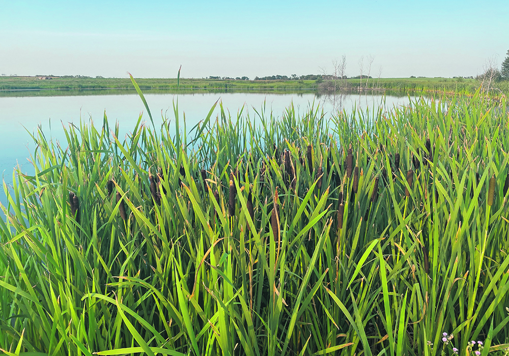 A slough with bullrushes in front of it.