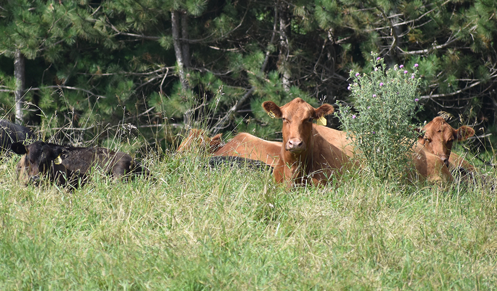 Changes to the Agricultural Crown Lands Program in Manitoba allows lease transfers without the sale of a farm.  | File photo