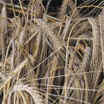Close-up of feed barley.