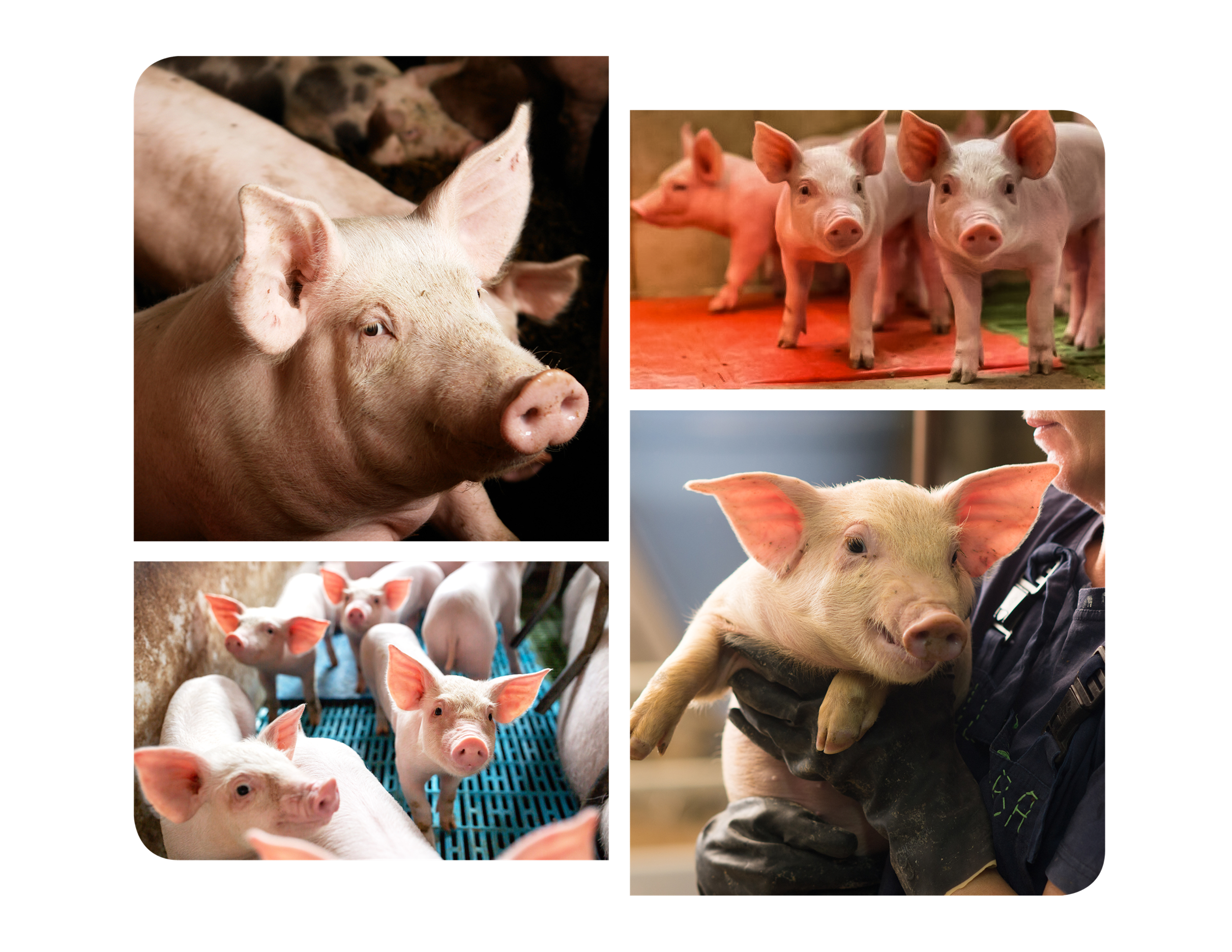 Collage of weanlings and hogs in barns.