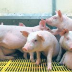 Young pigs in a pen in an indoor hog barn.