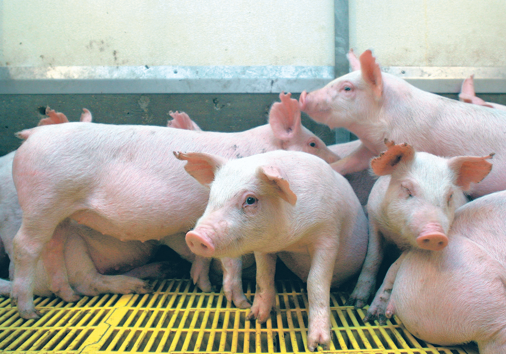 Young pigs in a pen in an indoor hog barn.