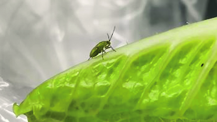 Close-up of a lygus bug on a leaf.
