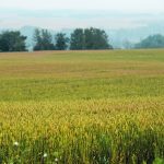 A ripening field of wheat with some trees on the edge of the field in the background.